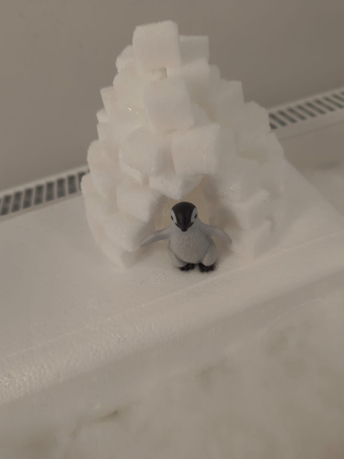 W krainie pingwinów 